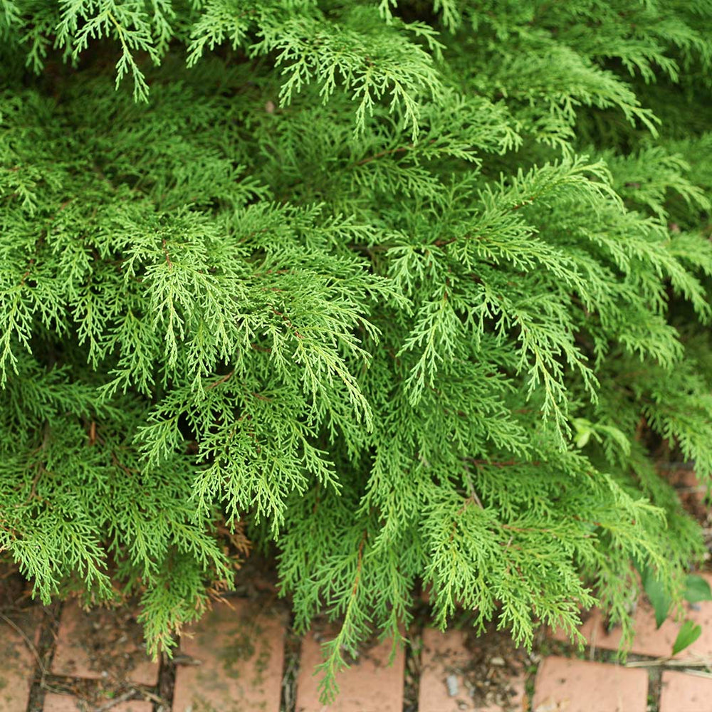 Proven Winners® Celtic Pride® Siberian Cypress Shrub