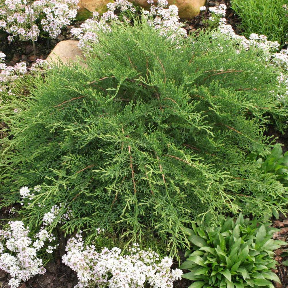 Proven Winners® Celtic Pride® Siberian Cypress Shrub