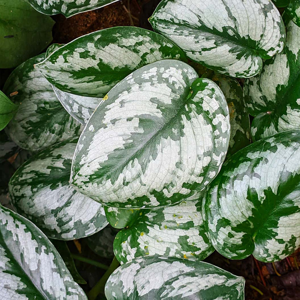 Silver Pothos
