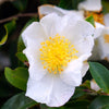 Silver Waves Camellia