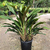 Singapore Twist Plant