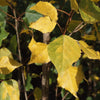 Siouxland Poplar Tree