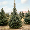Skinny Blue Genes™ Black Hills Spruce Tree