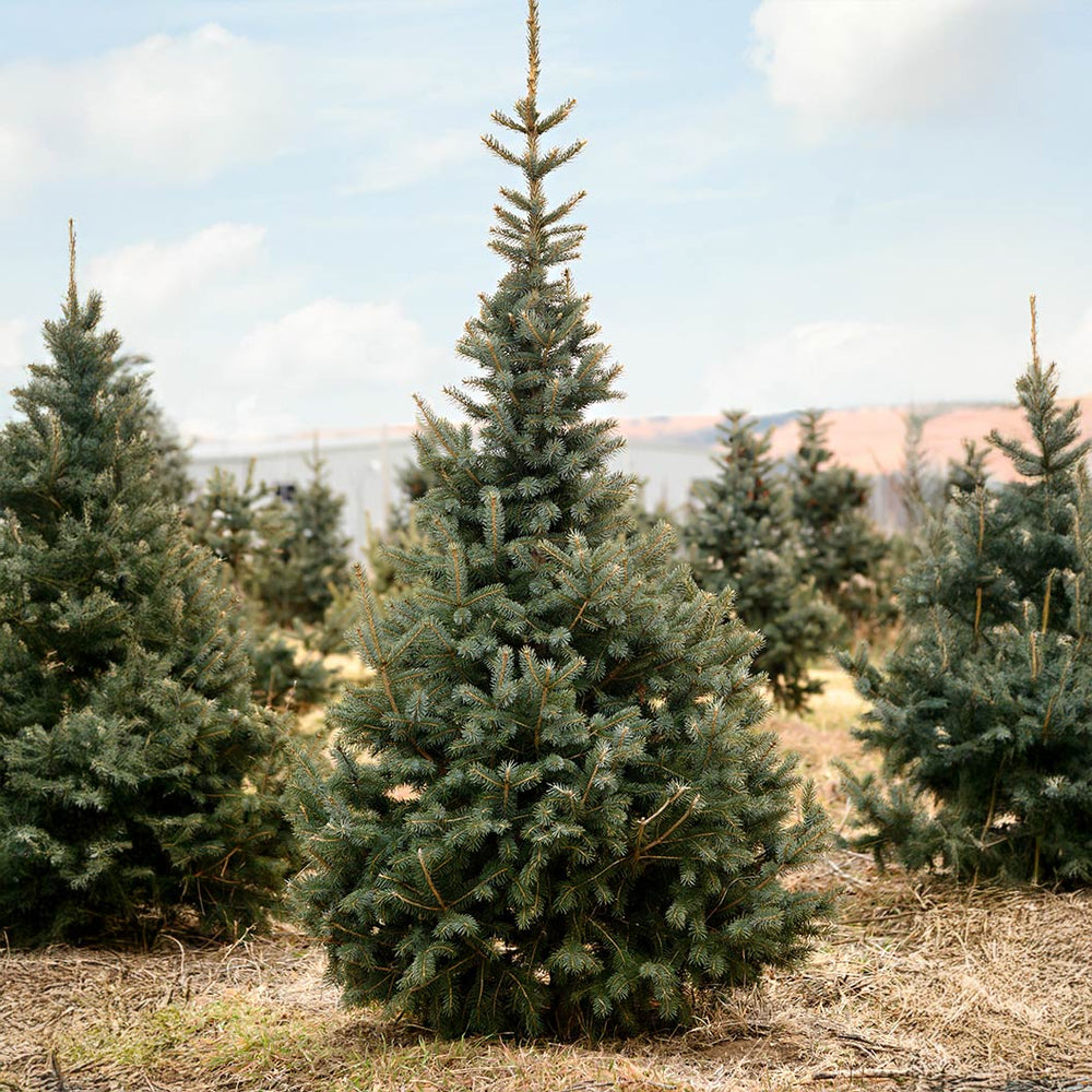 Skinny Blue Genes™ Black Hills Spruce Tree