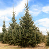 Skinny Blue Genes™ Black Hills Spruce Tree