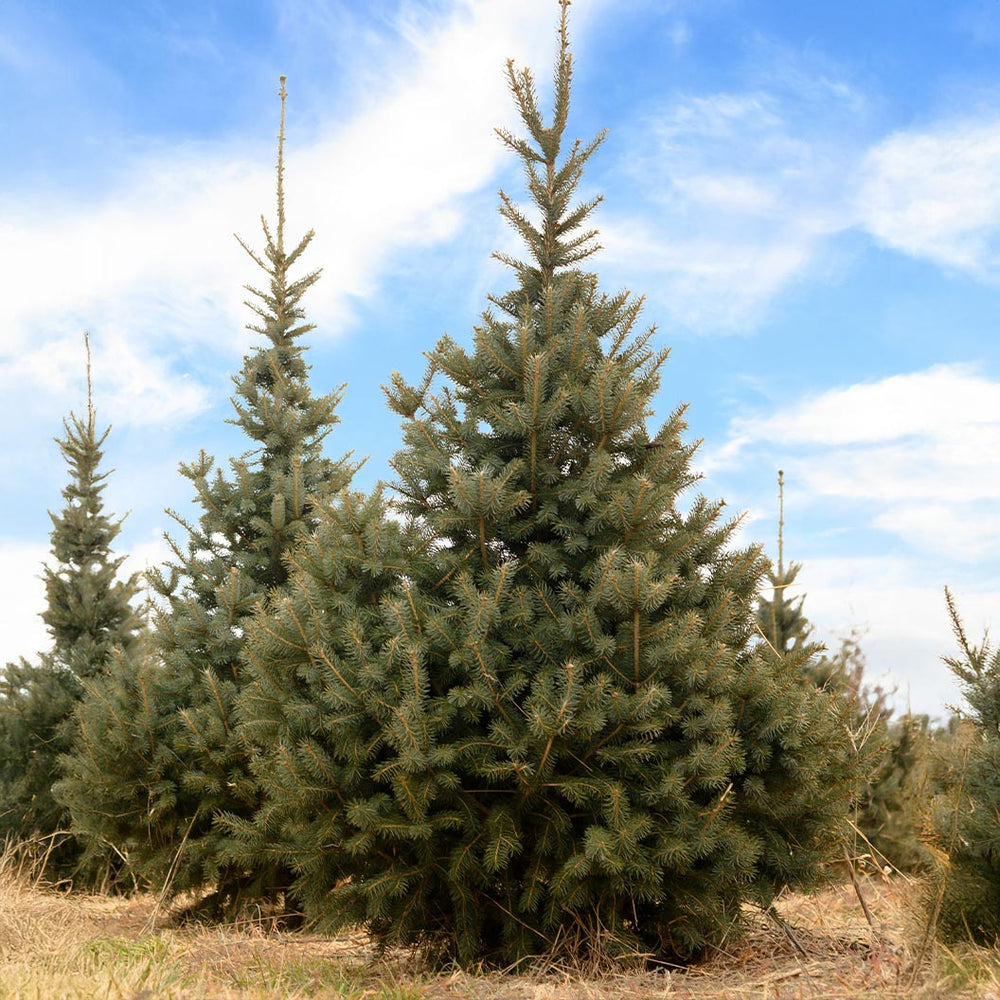 Skinny Blue Genes™ Black Hills Spruce Tree