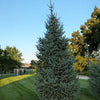 Skinny Blue Genes™ Black Hills Spruce Tree