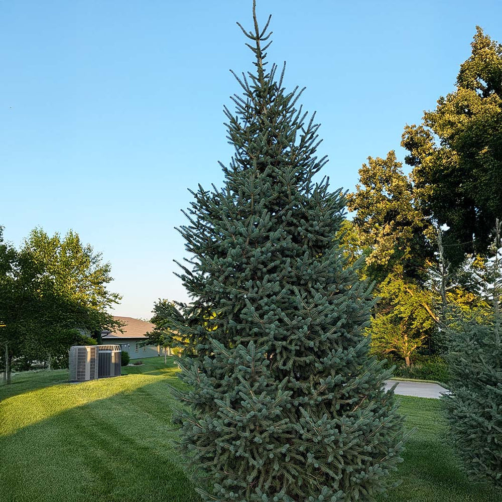 Skinny Blue Genes™ Black Hills Spruce Tree