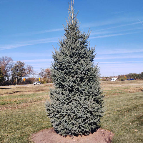 Skinny Blue Genes™ Black Hills Spruce Tree