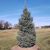 Skinny Blue Genes™ Black Hills Spruce Tree