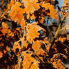 Skinny Genes® Oak