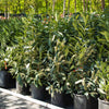 Skip Laurel Shrub