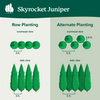 Skyrocket Juniper