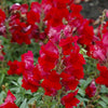 Speedy Sonnet Crimson Snapdragon