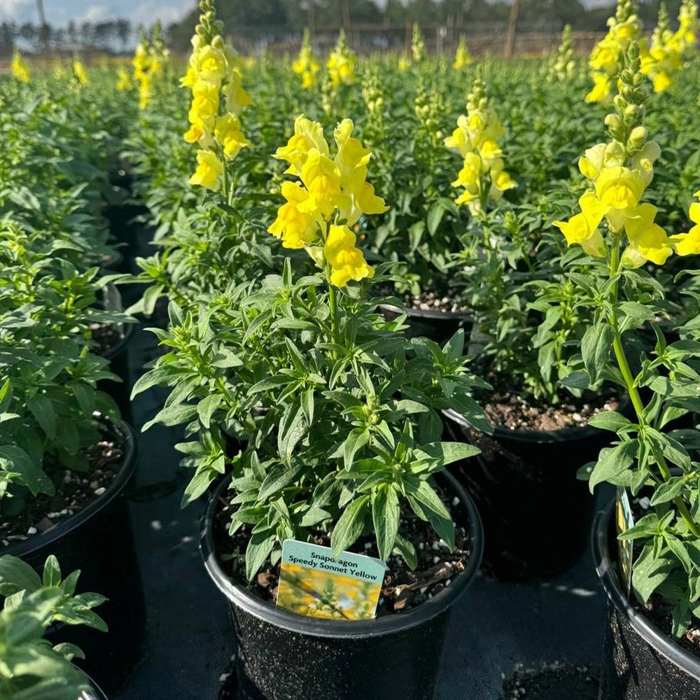 Speedy Sonnet Yellow Snapdragon