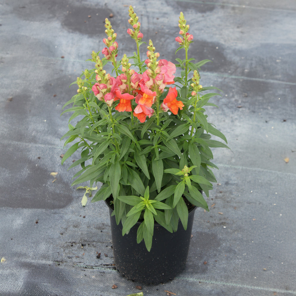 Speedy Sonnet Bronze Snapdragon