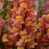 Rocket Bronze Snapdragon Plant