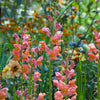 Rocket Bronze Snapdragon Plant