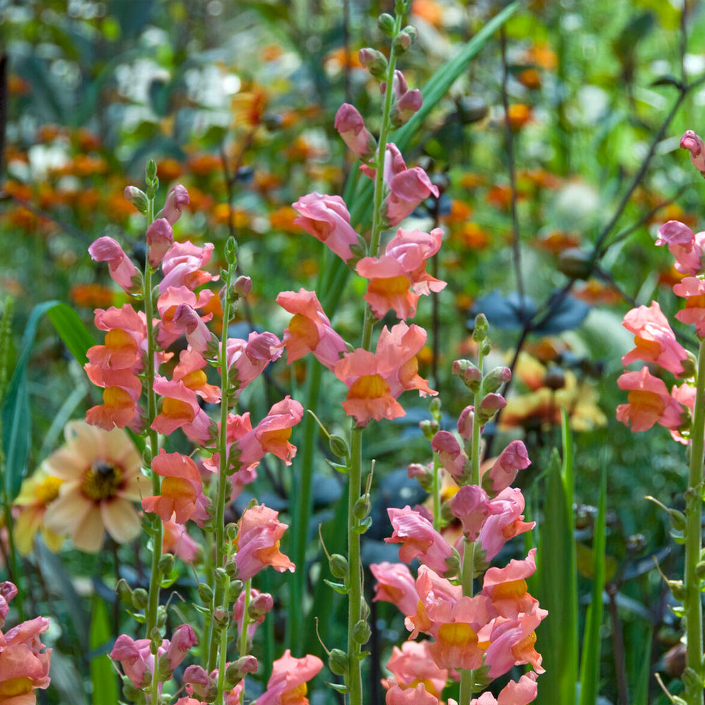Rocket Bronze Snapdragon Plant