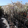 Snow Fountains® Weeping Cherry Tree