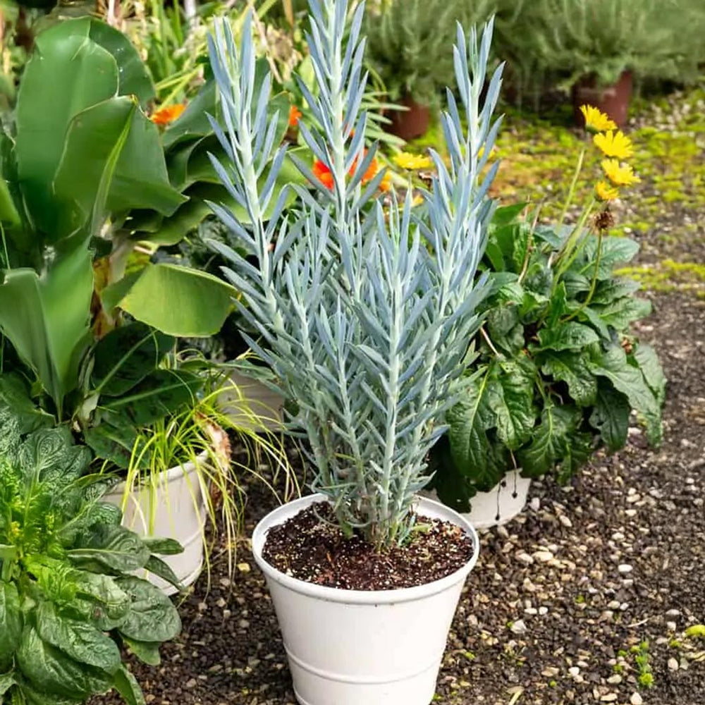 Southern Living® Skyscraper® Senecio