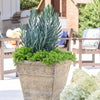 Southern Living® Skyscraper® Senecio