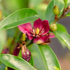 Southern Living® 'Stellar Ruby' Magnolia Tree
