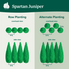 Spartan Juniper
