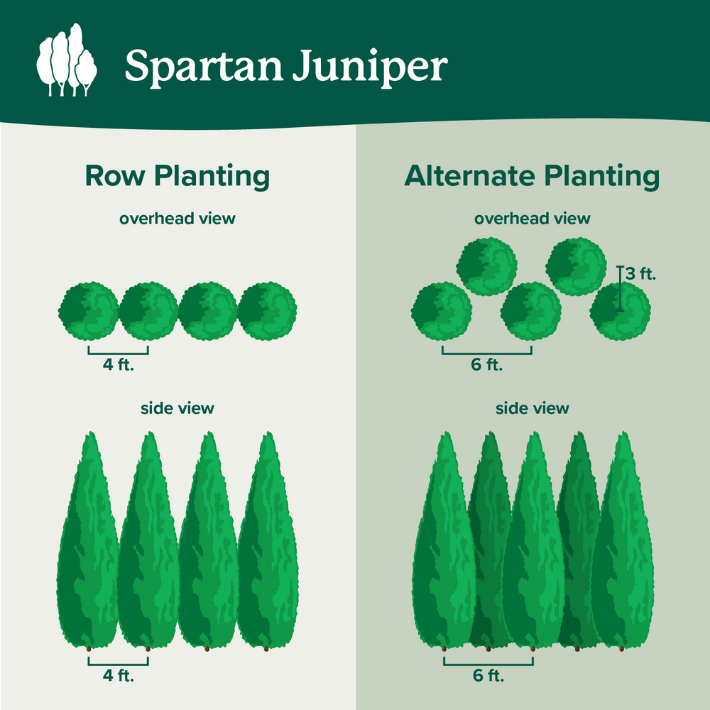 Spartan Juniper