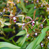 Spider Orchid Bush