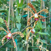 Spider Orchid Bush
