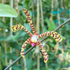 Spider Orchid Bush