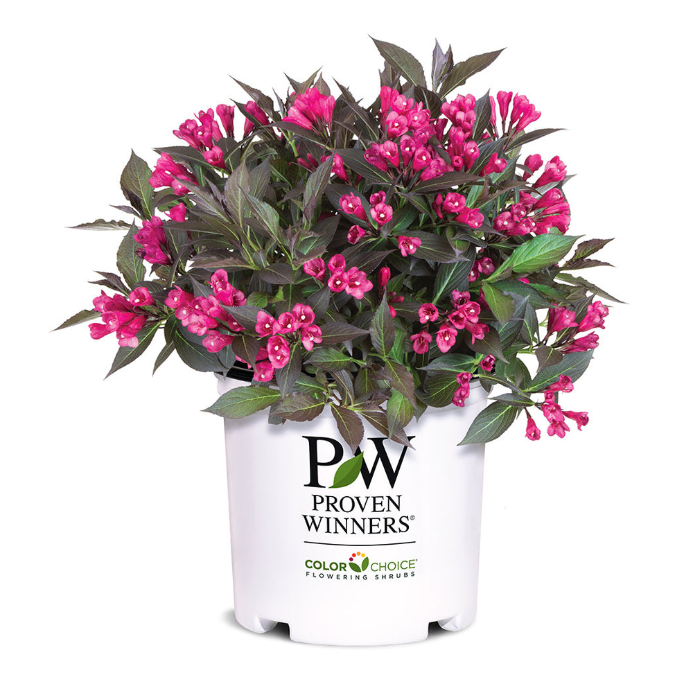 Proven Winners® Spilled Wine® Weigela Shrub