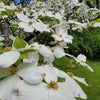 Spring Grove Dogwood Tree