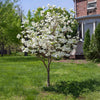 Spring Grove Dogwood Tree