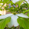 Spring Grove Dogwood Tree