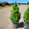 Spruce It Up™ Dwarf Alberta Spruce Tree
