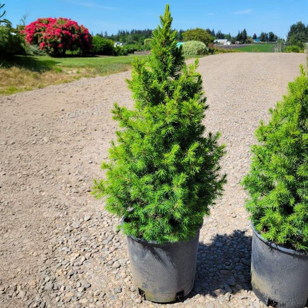 Spruce It Up™ Dwarf Alberta Spruce Tree