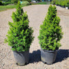 Spruce It Up™ Dwarf Alberta Spruce Tree