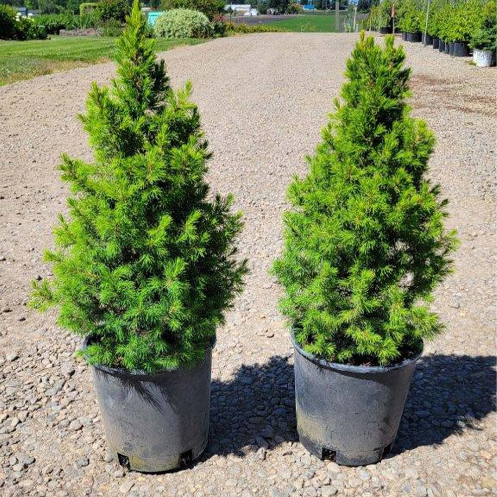 Spruce It Up™ Dwarf Alberta Spruce Tree