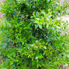 Proven Winners® Squeeze Box® Inkberry Holly Shrub