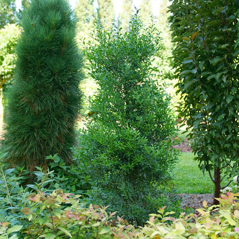Proven Winners® Squeeze Box® Inkberry Holly Shrub