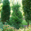 Proven Winners® Squeeze Box® Inkberry Holly Shrub
