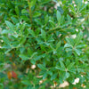 Proven Winners® Squeeze Box® Inkberry Holly Shrub