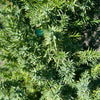 Star Power® Juniper Tree