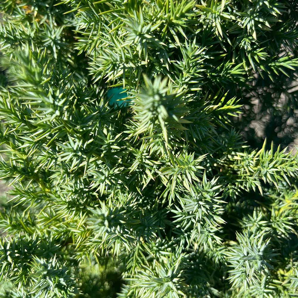 Star Power® Juniper Tree