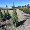 Star Power® Juniper Tree