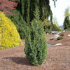Star Power® Juniper Tree