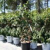 Star Jasmine Vine