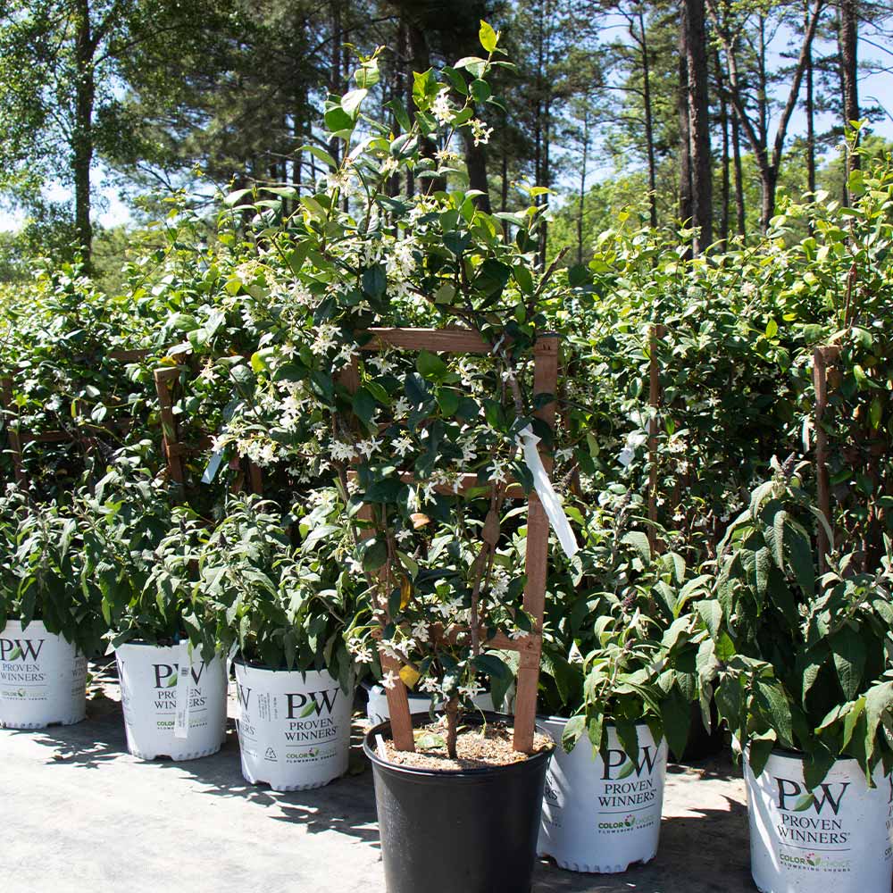 Star Jasmine Vine
